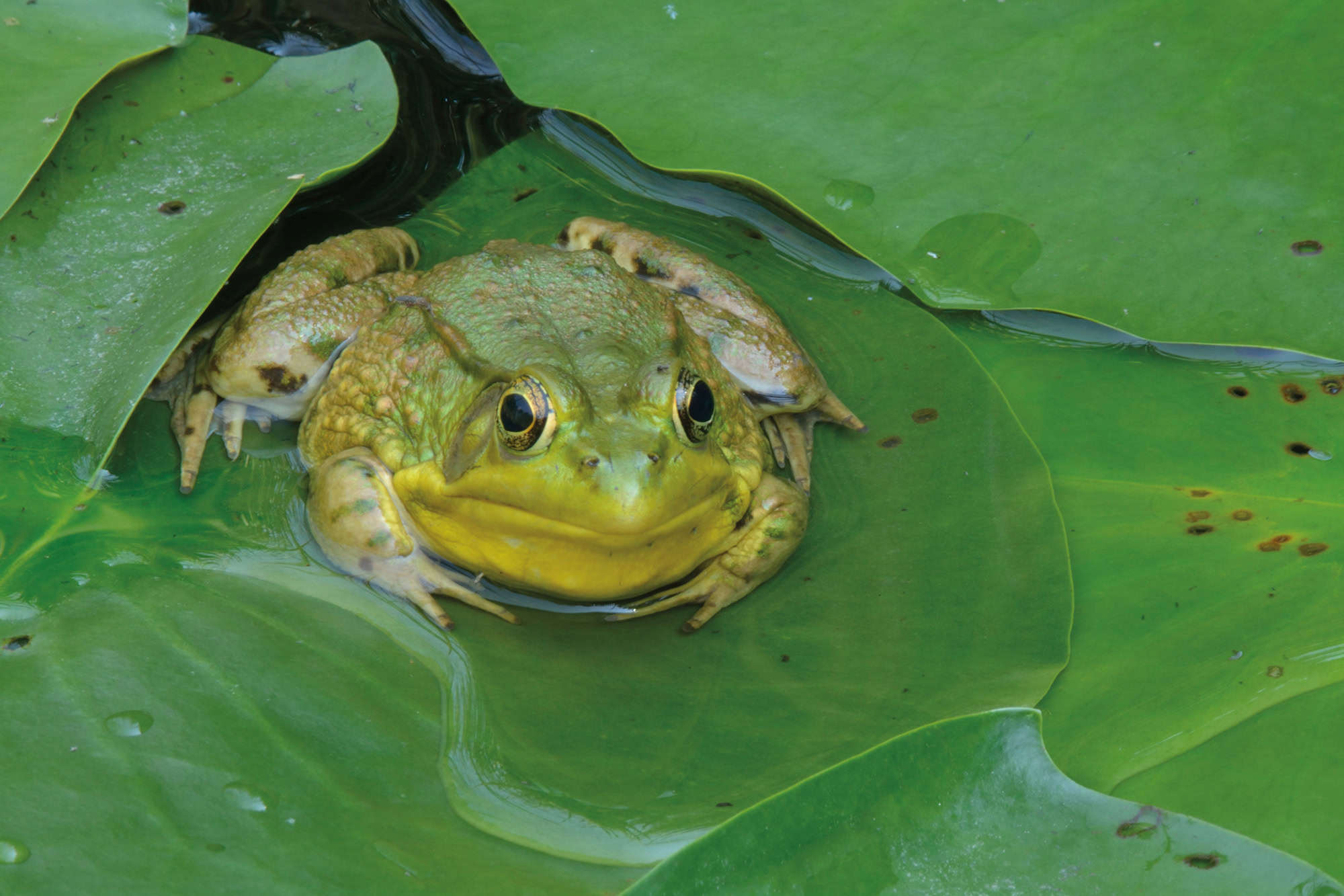 A green frog rests on green vegetation.