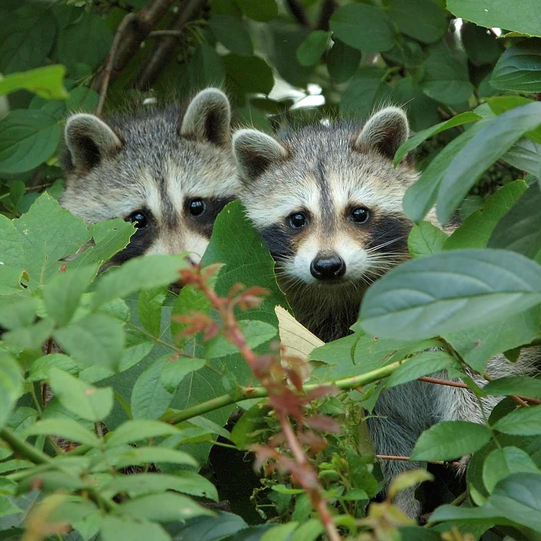 Two raccoons peek out from a lush cover of green leaves.