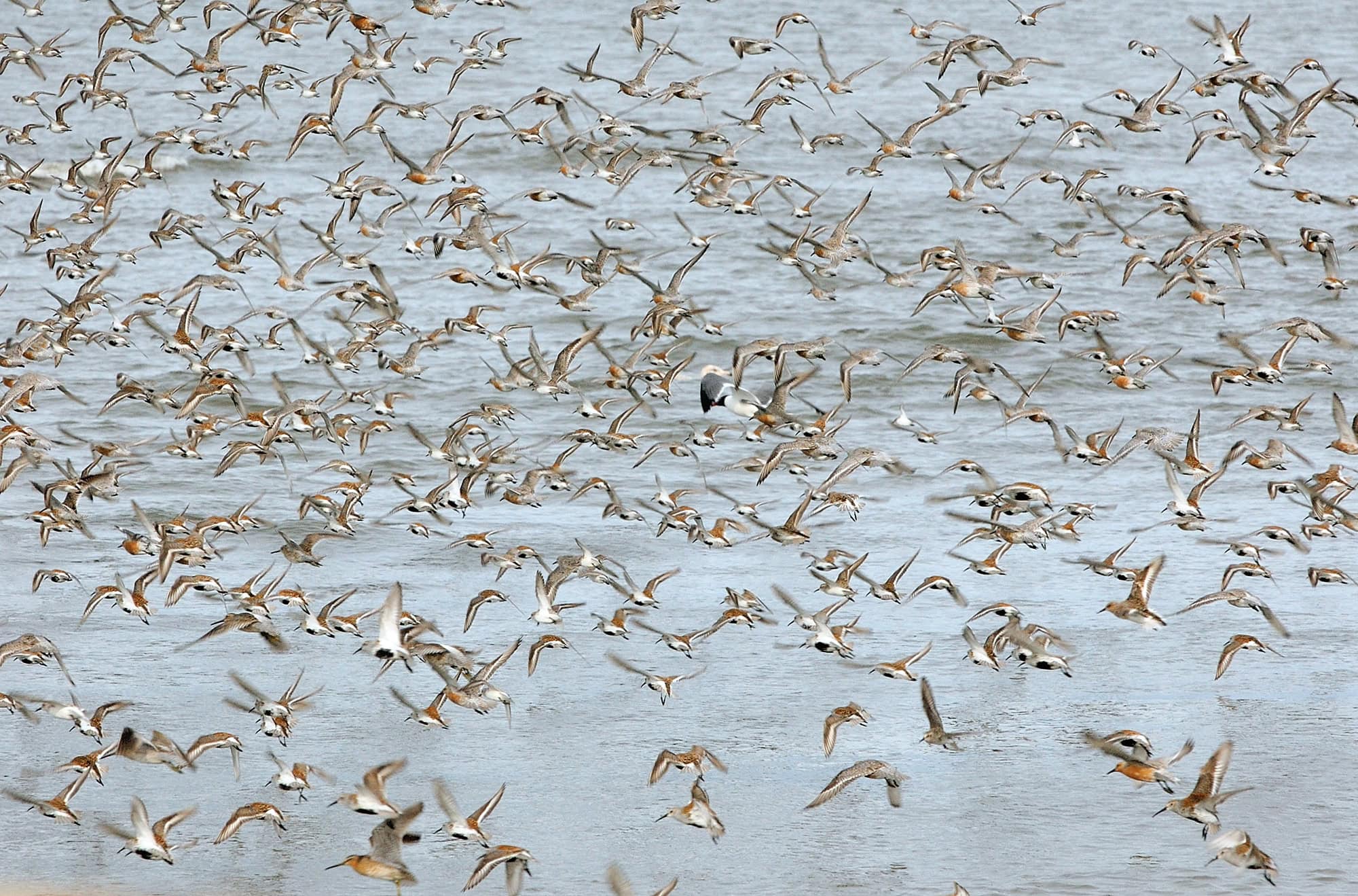 a flock of birds flying close to the surface of a body of water
