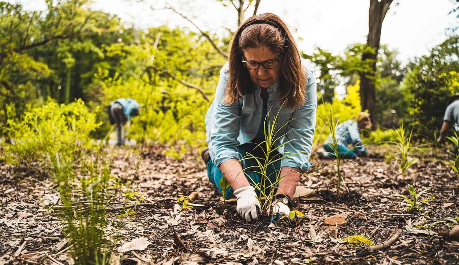 A woman in a blue shirt and gardening gloves plants a green plug in the soil.