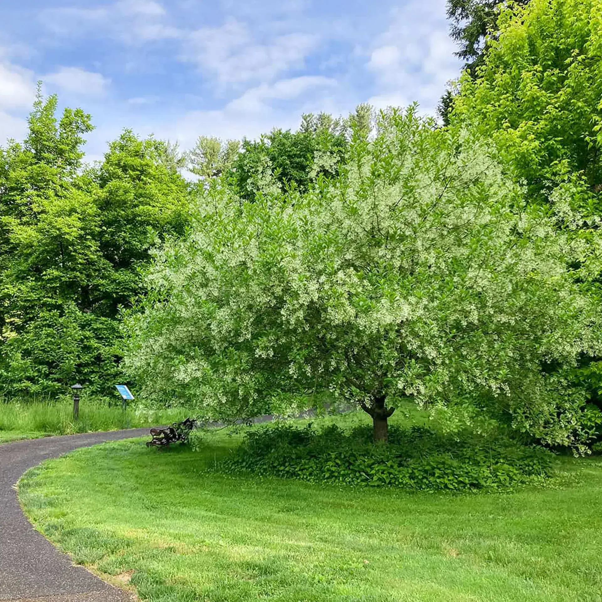 short round tree with light green leaves and white blossoms