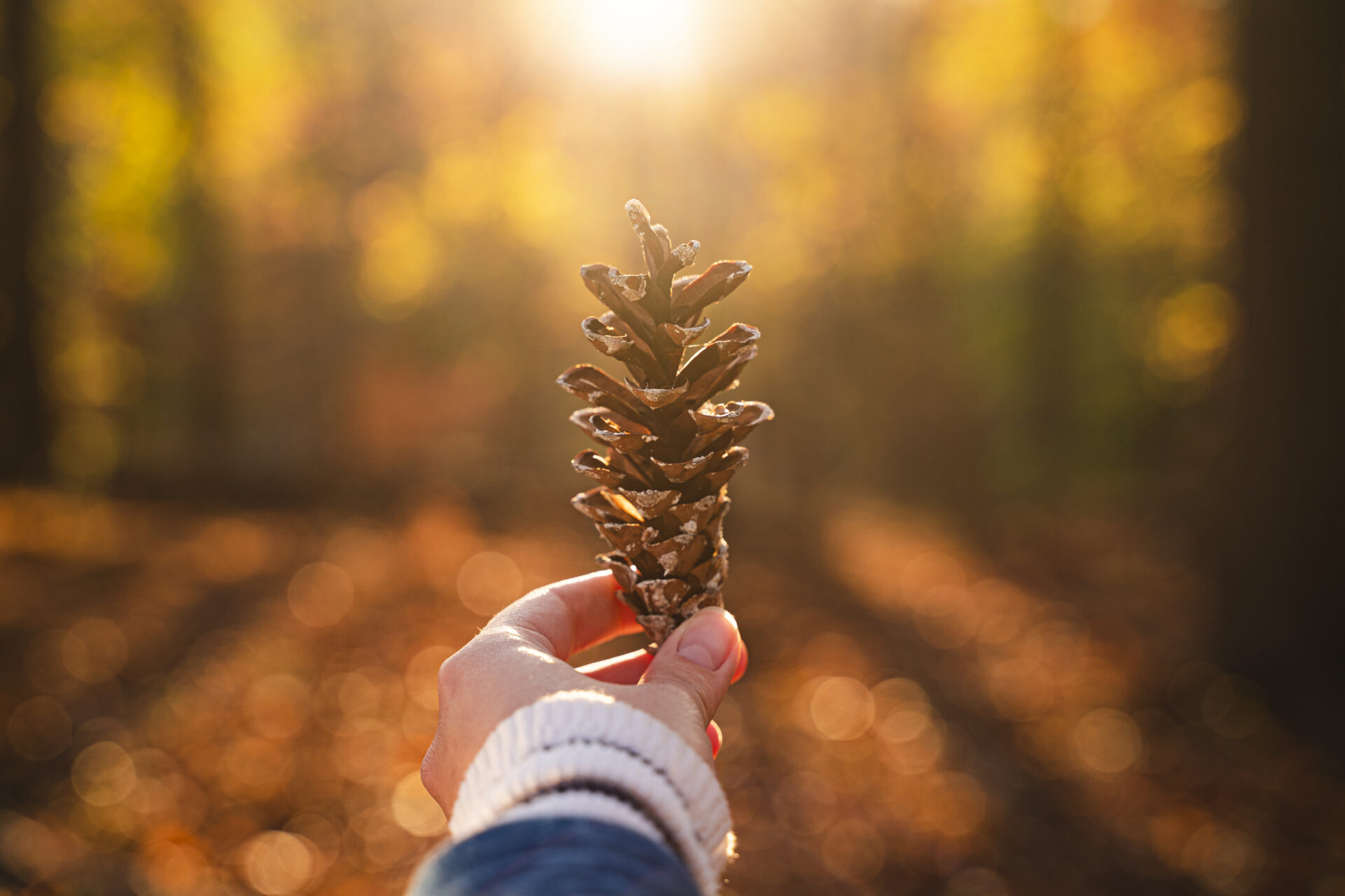A woman's outstretched arm holding a pinecone in a forest with orange leaves and sunlight peeking through trees above.
