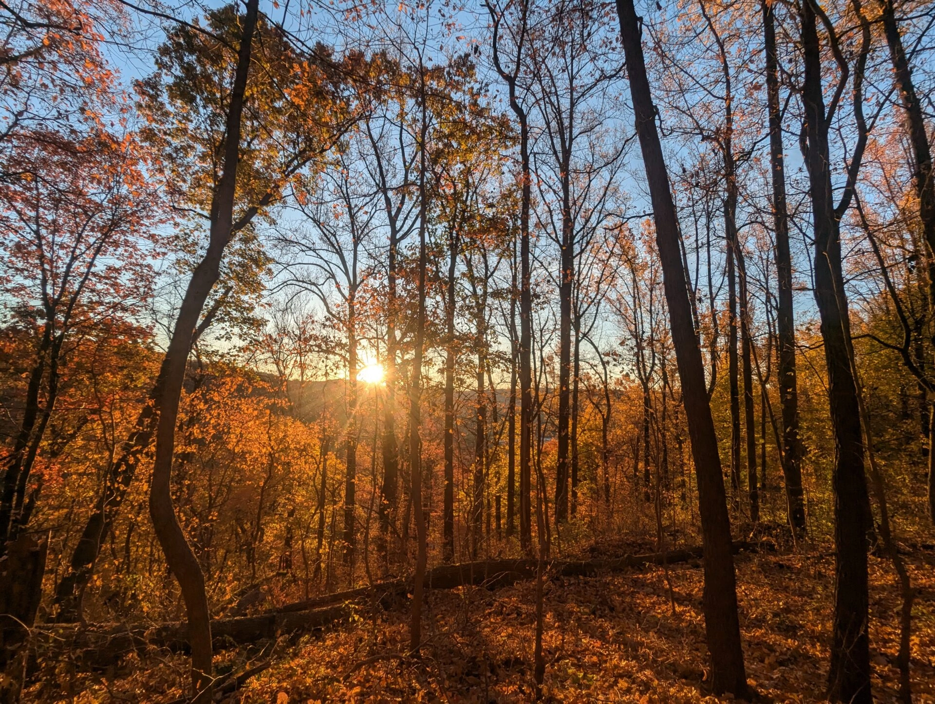 A sunset seen through the trees in the woods with orange colored leaves