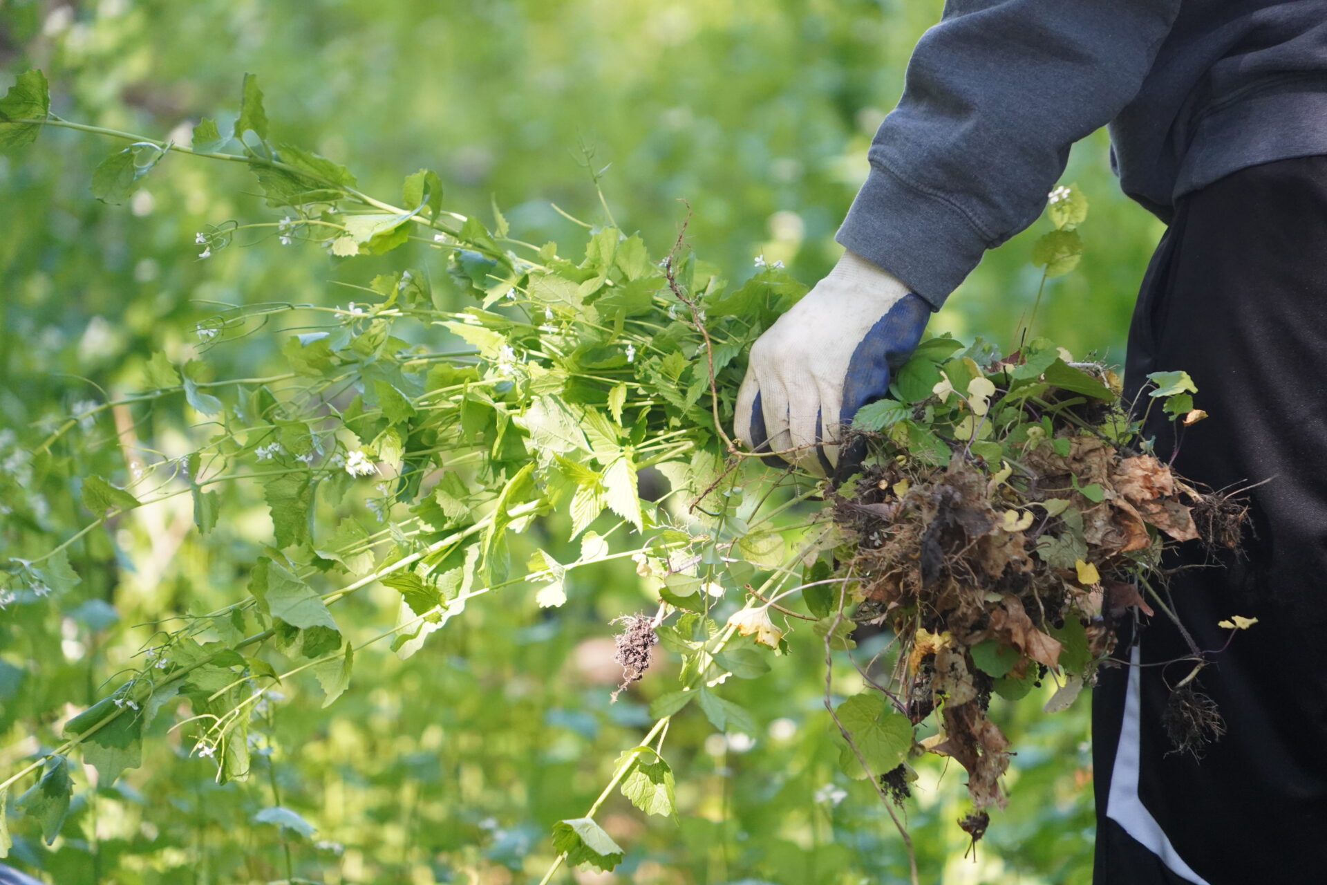 a gloved hand holding a clump of a plant with roots