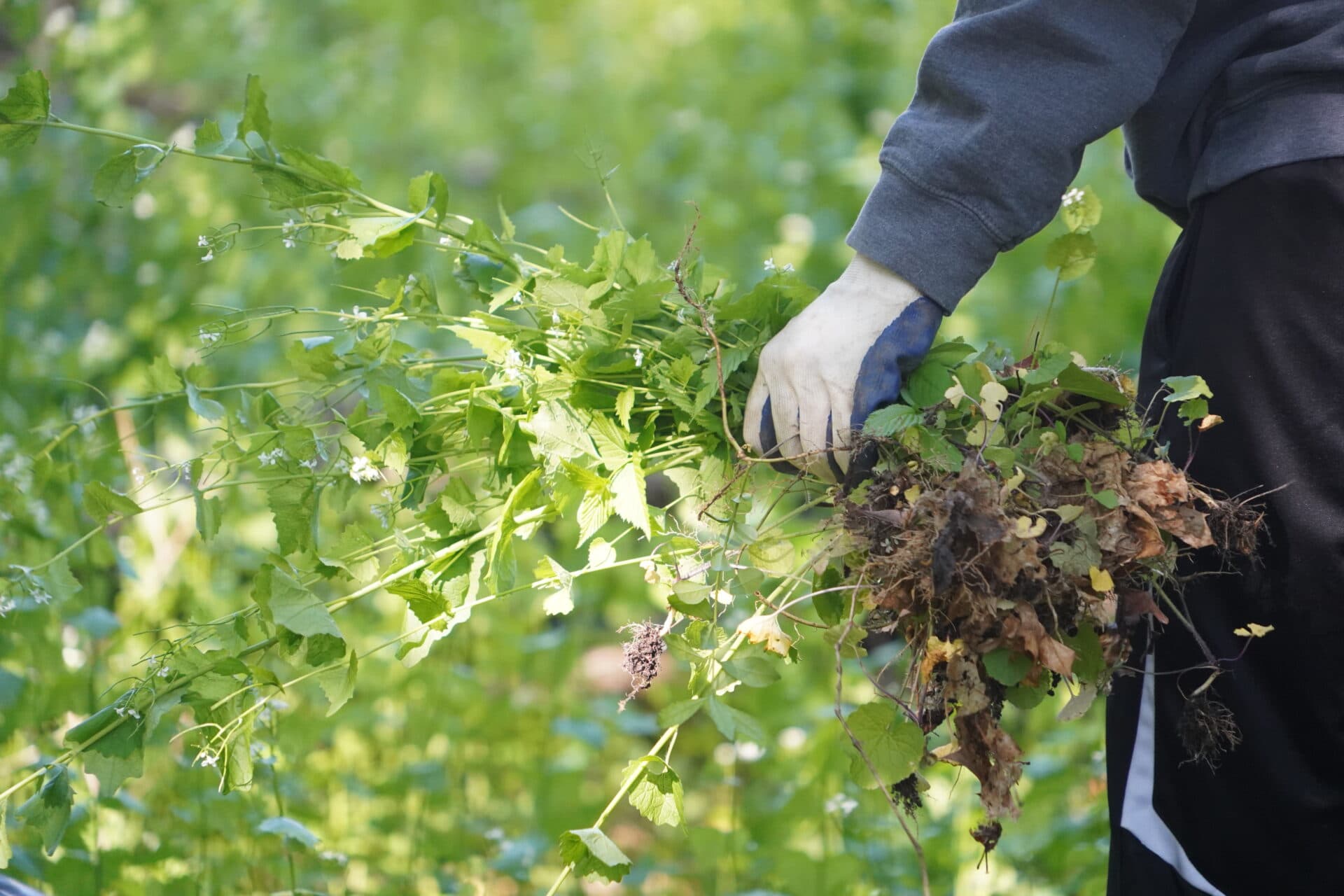 a gloved hand holding a clump of a plant with roots