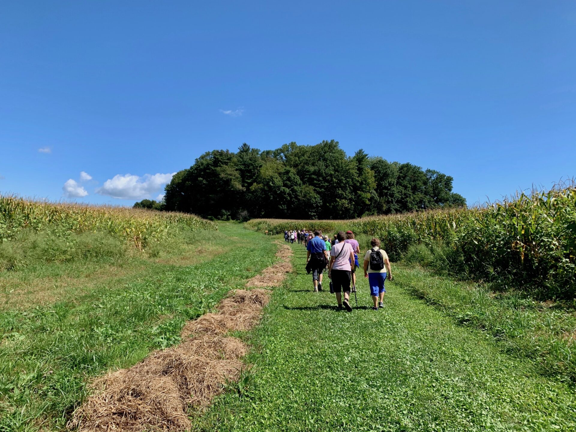 a group of people walking down a grassy, mown path through a cornfield