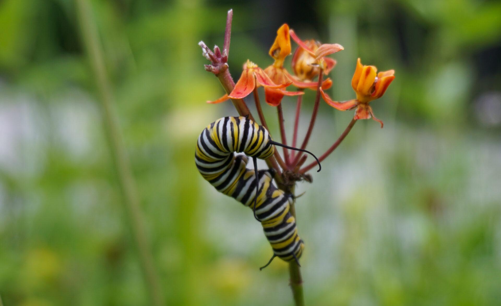 a black, white, and yellow monarch caterpillar on the stem of an orange milkweed