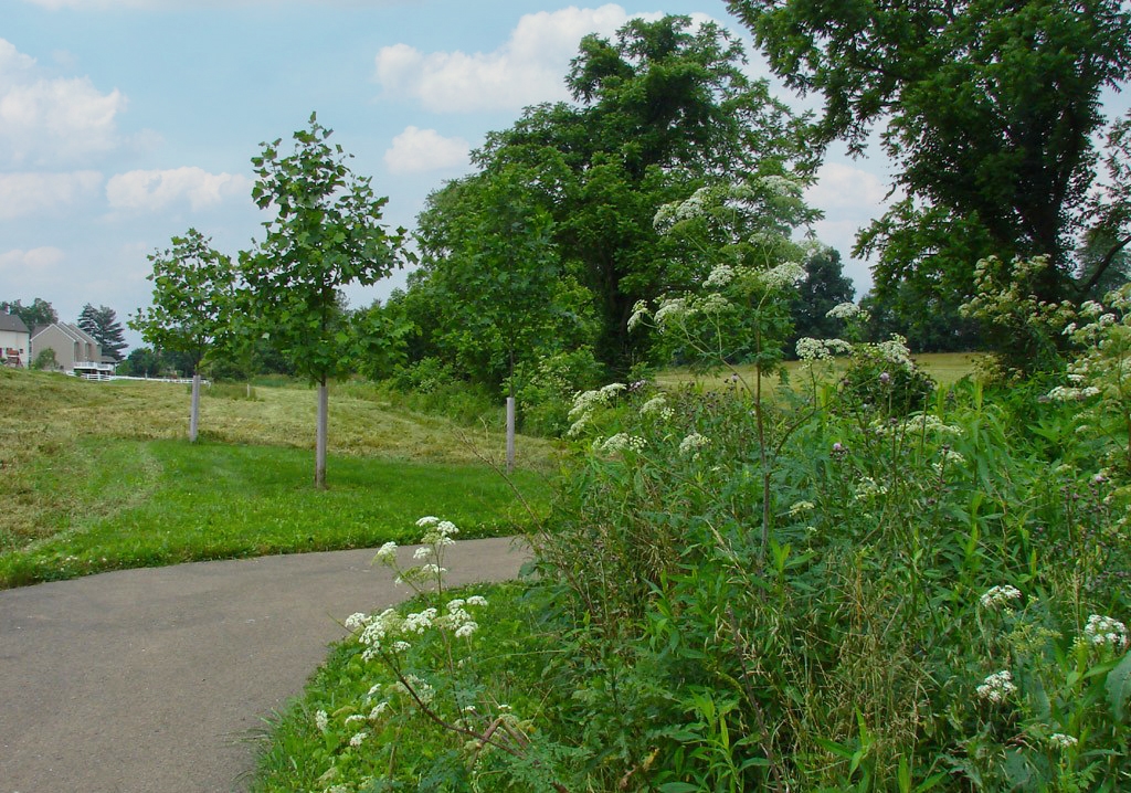 a paved path with native plants on one side and young trees on the other with houses in the background