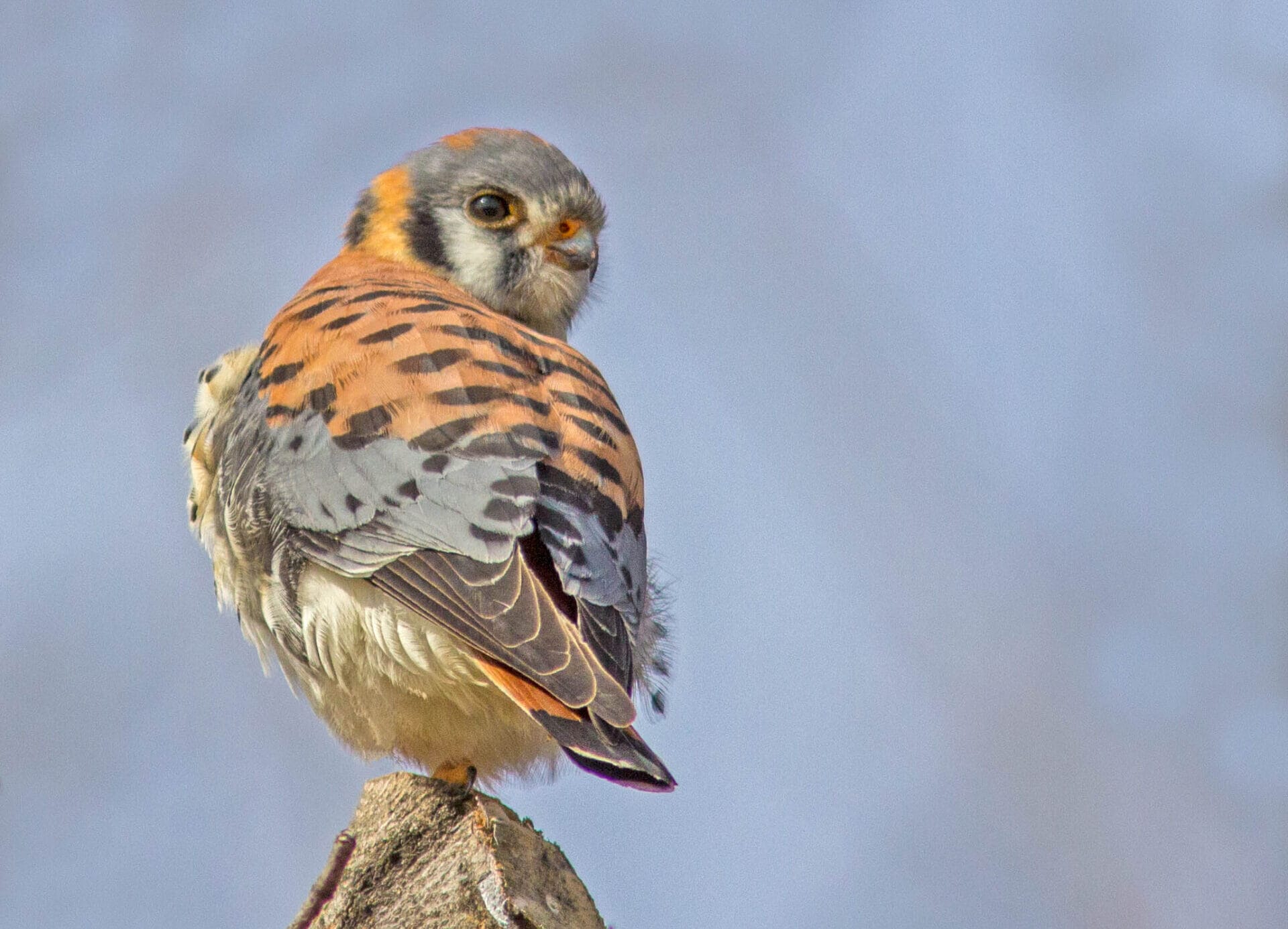 a bird with oranges, blues, and large black spots perched on a wood log turning its head around to look at the camera