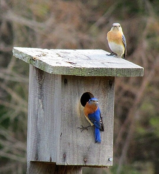 A male and female Eastern Bluebird perch on a wooden nest box on a nature preserve.