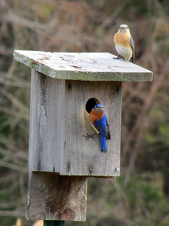 A male and female Eastern Bluebird perch on a wooden nest box on a nature preserve.