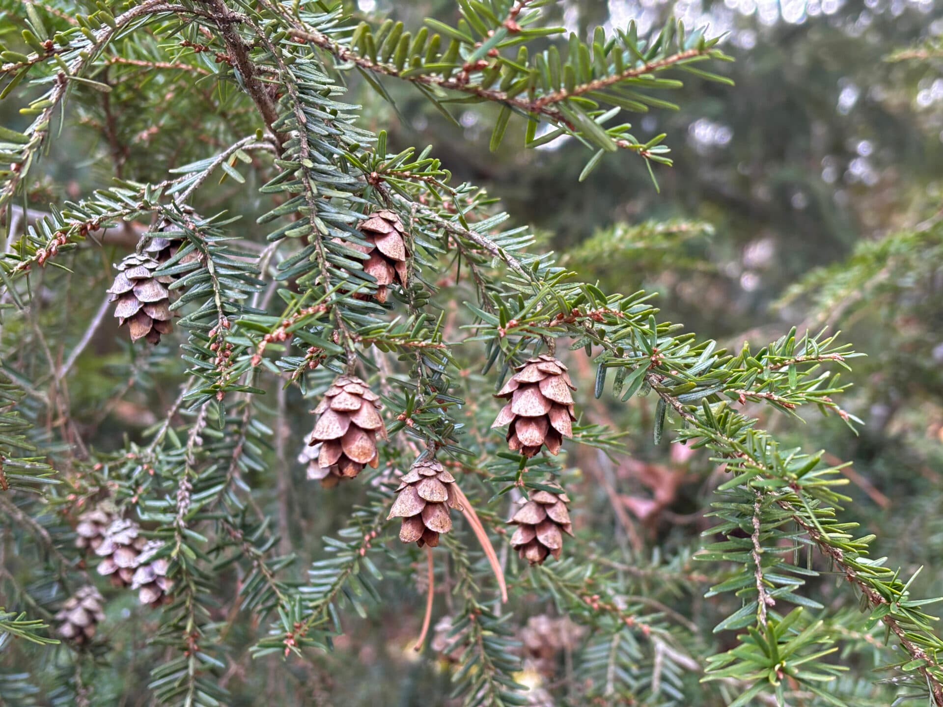 small pinecones on thin branches with small, needle-like grayish-green evergreen leaves
