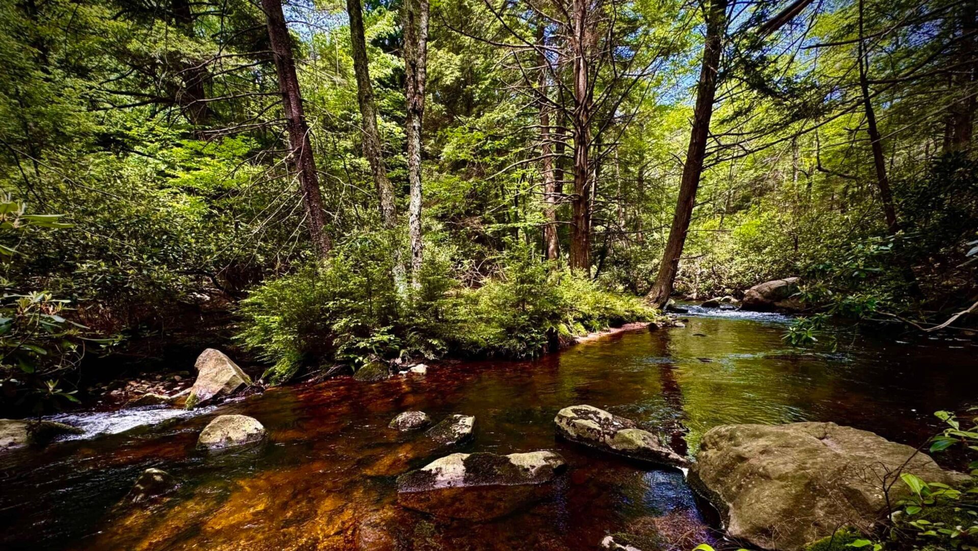 A clear stream flows through a shady forest.