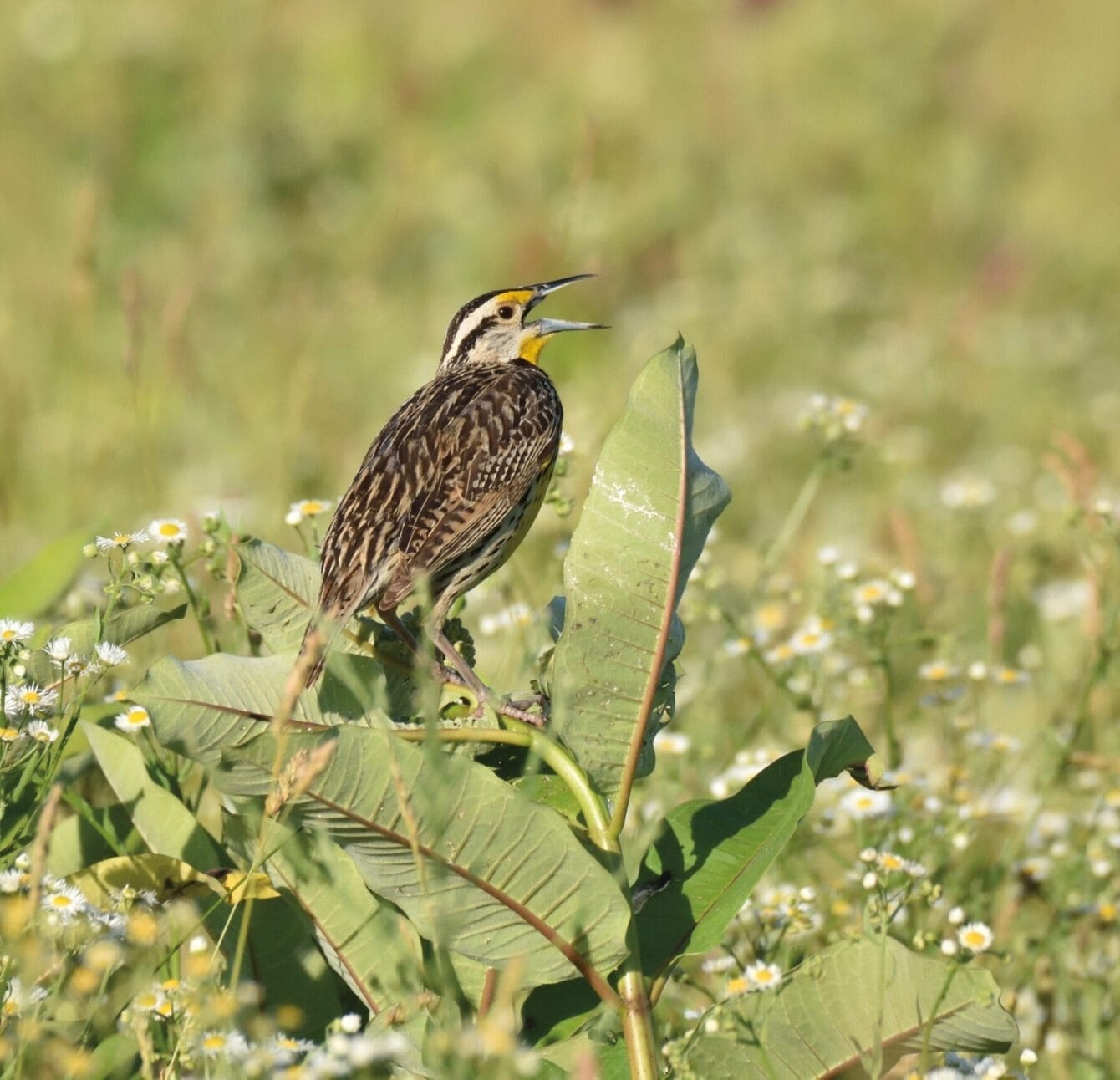 A brown Eastern Meadowlark singing with its mouth open perched on common milkweed in a meadow