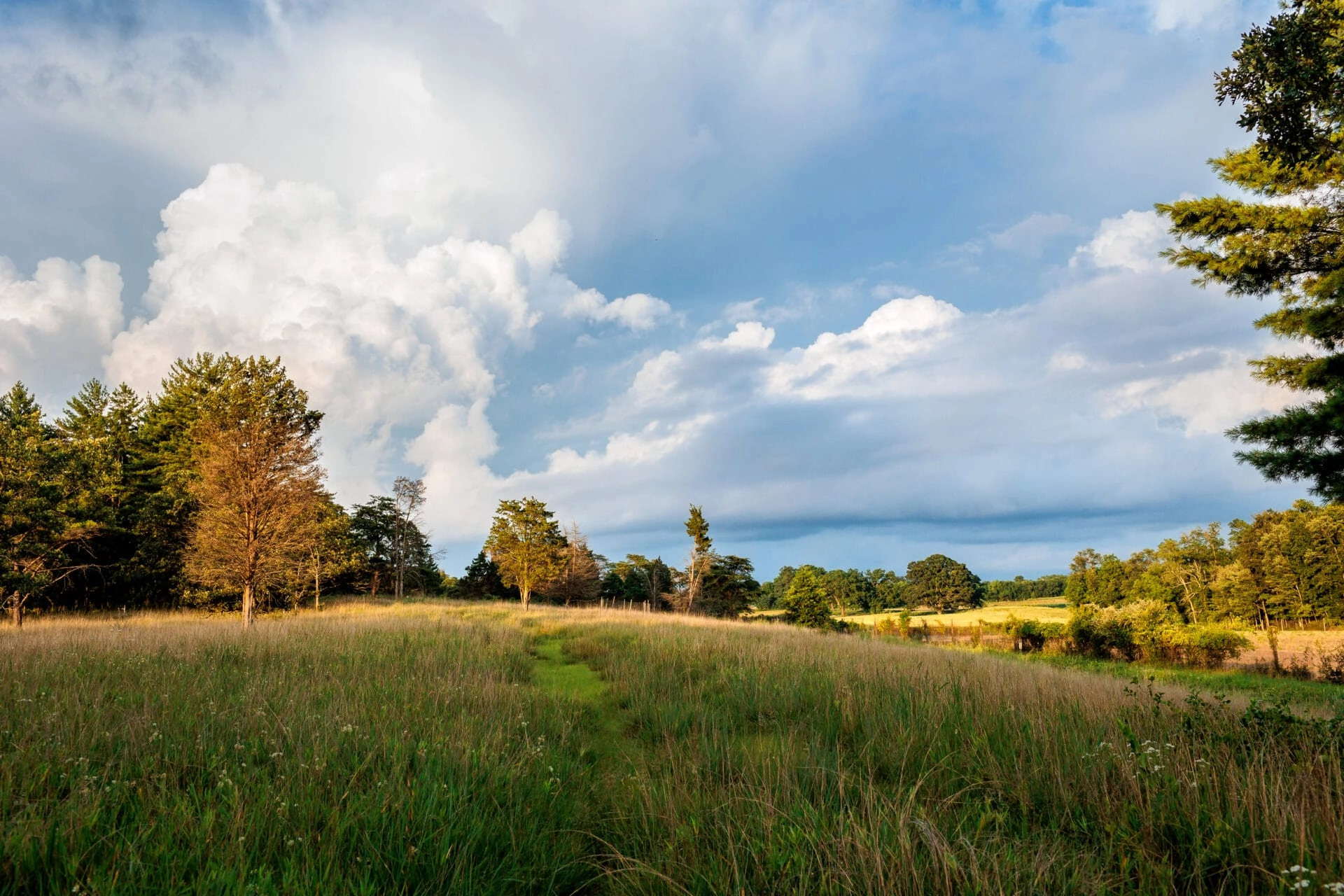 a dramatic view across a meadow during golden hour, with a blue sky and fluffy clouds