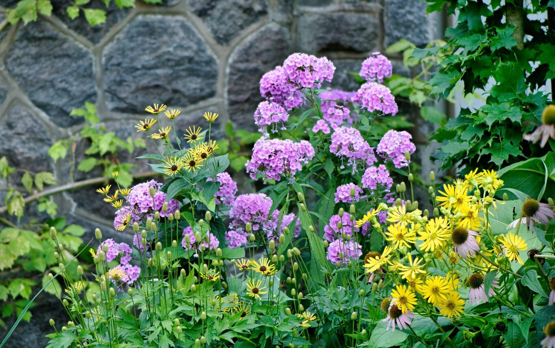 Pink and yellow flowers in the lower shade terrace at Stoneleigh: a natural garden.